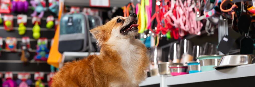 Pomeranian dog at pet store to get new pet supplies