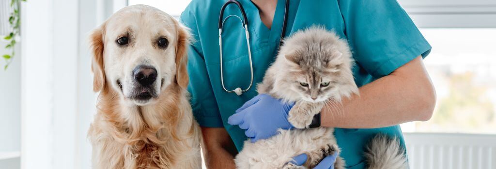 Dog and cat the vet's office for a pet wellness exam