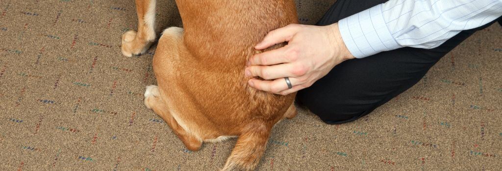 Vet giving a dog chiropractic care adjusting the spine