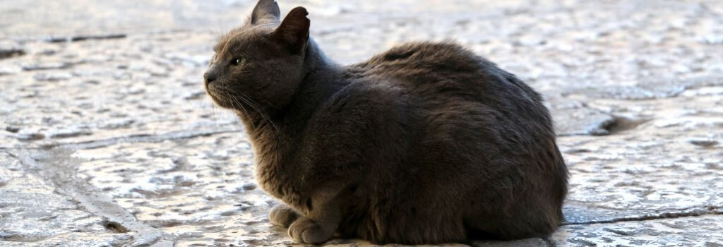 Outdoor cat sitting on pavement