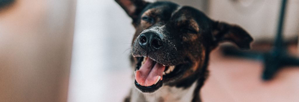 Happy dog smiling, calm after treatment for dog storm anxiety