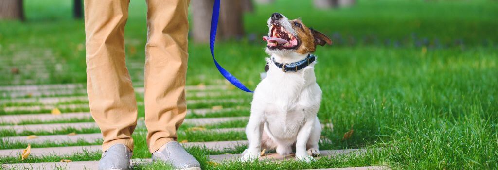 Dog on a leash, sitting in grass, looking up at its owner