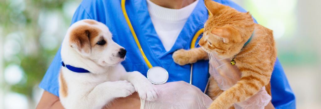 Veterinarian holding brown and white puppy and ginger kitten