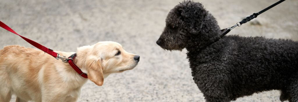 Introducing two dogs on leashes