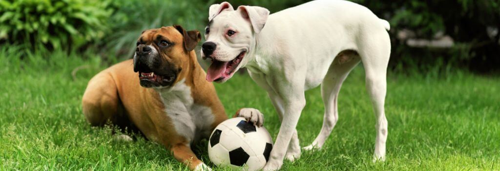 Two dogs playing with a ball after being introduced