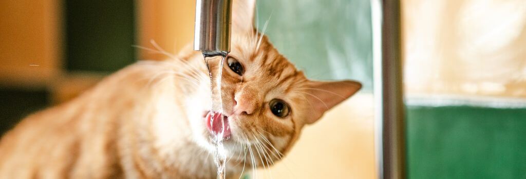 Cat drinking water from kitchen sink faucet