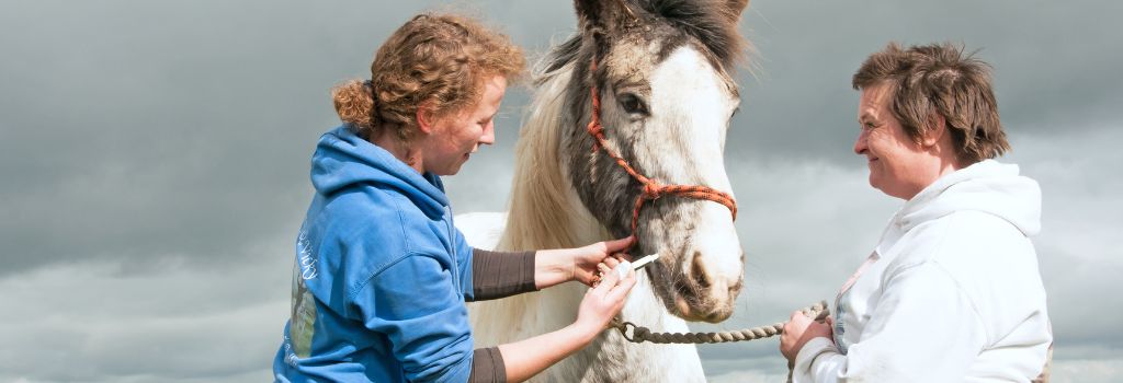 Horse being dewormed
