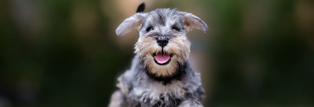 Happy huskie puppies peeking over an enclosure