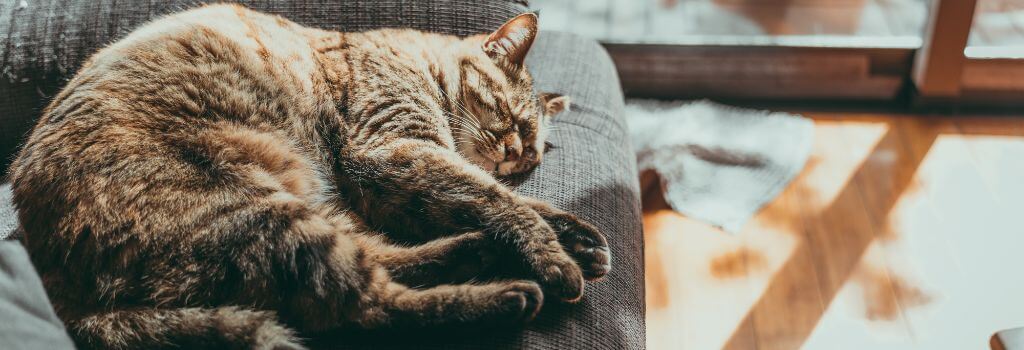 Senior cat napping peacefully on the couch