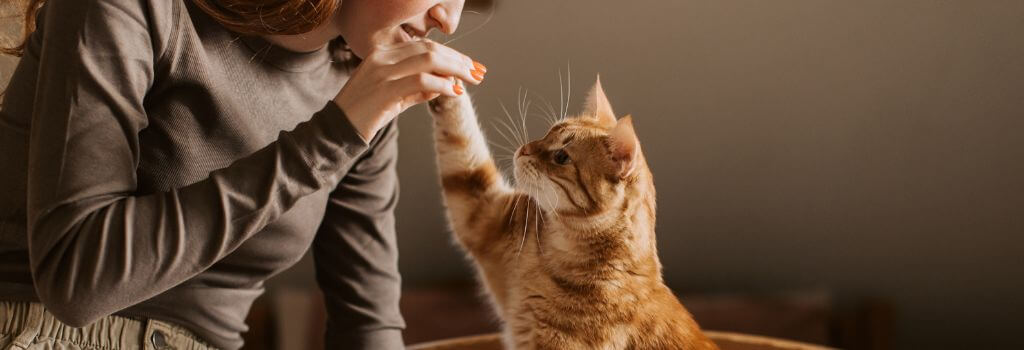 Cat playfully batting at their owners hand while standing up on its hind legs