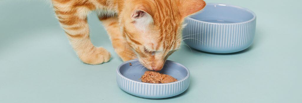 Orange cat eating wet food to maintain cat hydration