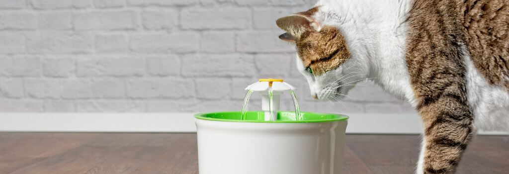 Brown cat drinking water from a cat water fountain to prevent cat dehydration
