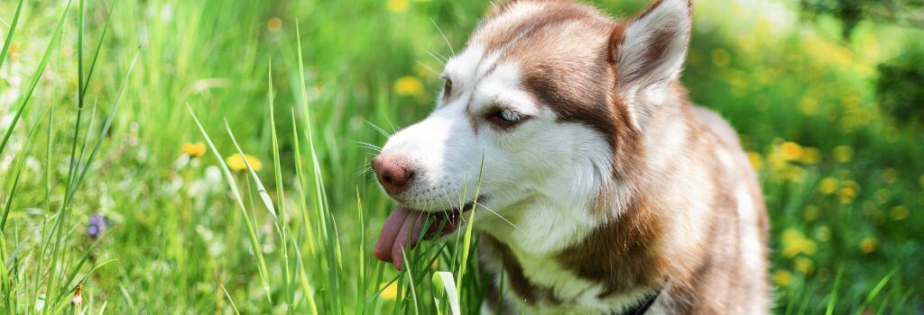 Dog outside sitting in the tall grass