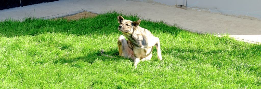 Dog outside in the grass itching due to dog grass allergies