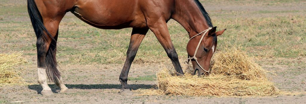 Horse eating hay. Poor horse nutrition can lead to Equine Metabolic Syndrome