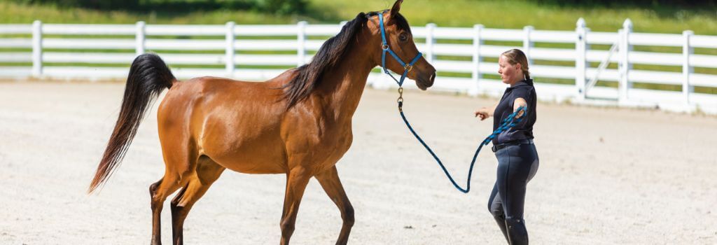 Horse exercising in a pen. Little activity can lead to Equine Metabolic Syndrome