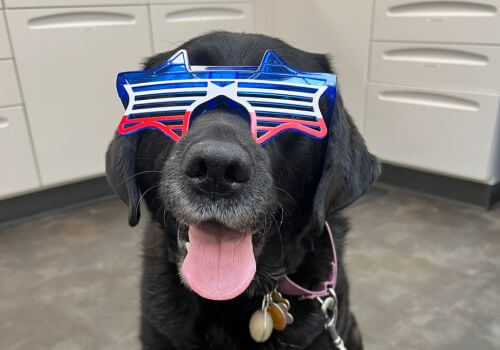 Dog wearing star-shaped sunglasses to celebrate 4th of July pet safety