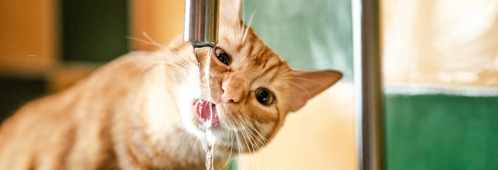 Cat drinking die to kidney disease in cats