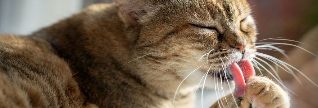 Cat grooming itself, something that may stop due to kidney disease in cats