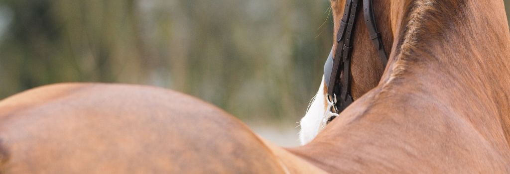 A horse showing its back to demonstrate kissing spine