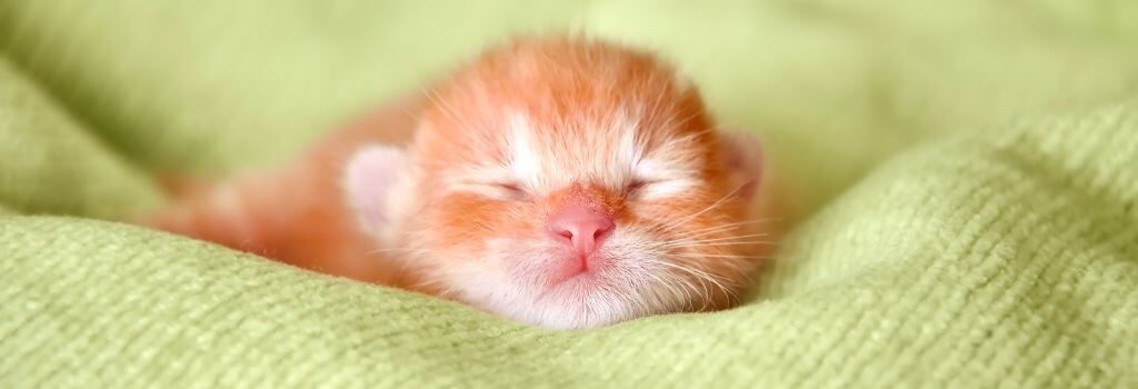 Newborn kitten with its eyes still closed