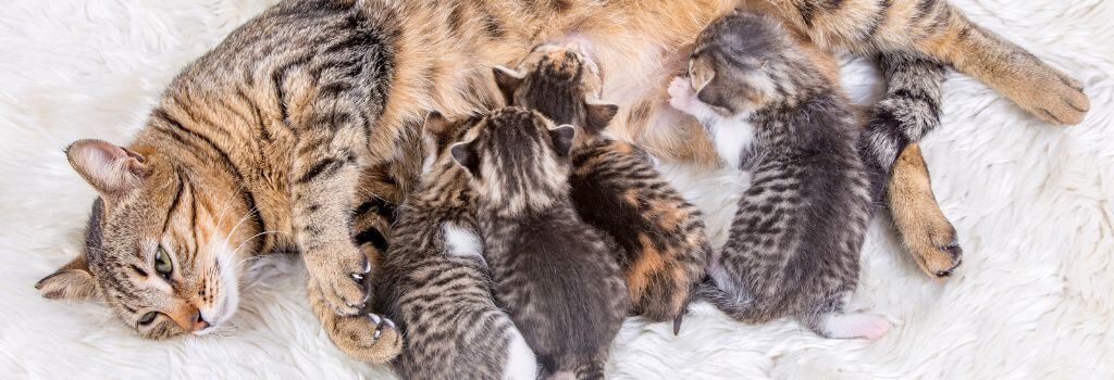 Kittens nursing from their mother for kitten nutrition