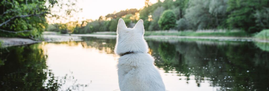 Happy white dog, sitting in boat, looking out a lake ahead