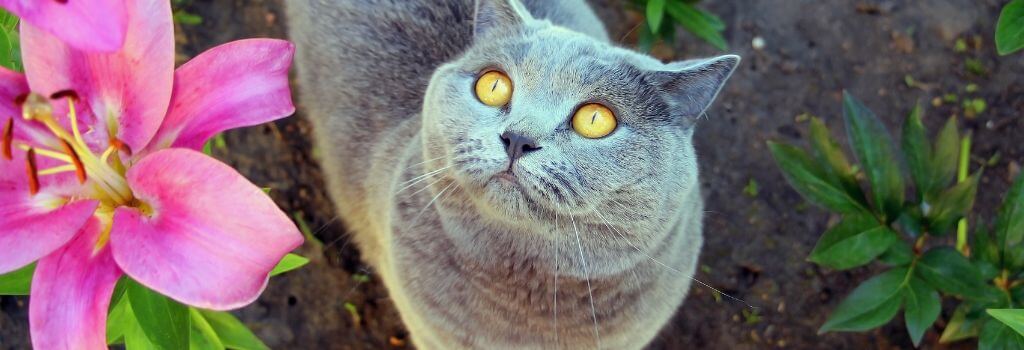Grey cat in lily garden