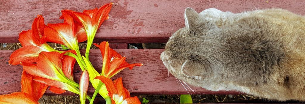 Cat laying on bench looking at bouquet of lily flowers