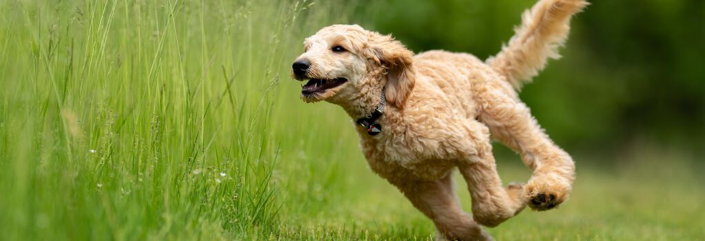 A dog running for exercise for good heart health