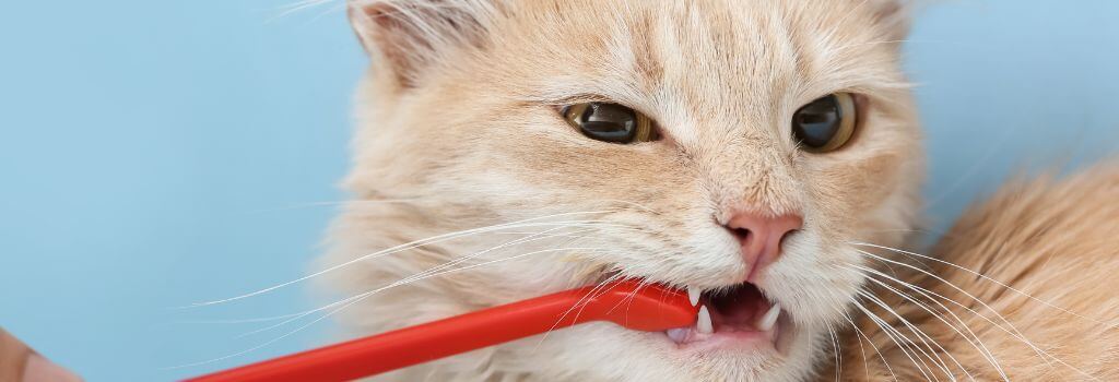 Brushing a cat's teeth for good heart health