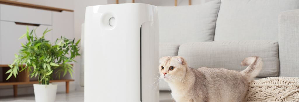 Scottish fold cat standing next to air purifier