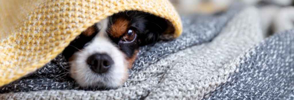 Dog with noise aversion hiding under blankets
