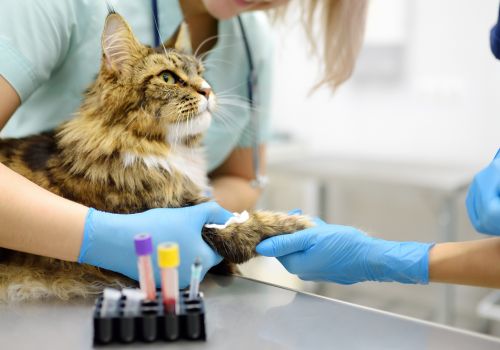 Midway Animal Clinic In House Laboratory Services in Salem Winston, North Carolina.