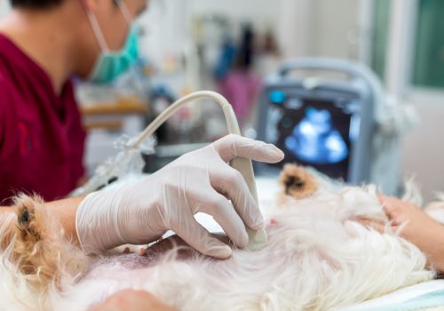 Midway Animal Clinic Ultrasound Services in Salem Winston, North Carolina.