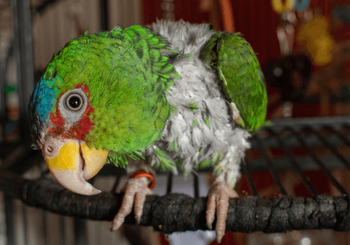 Bird that has engaged in feather plucking behaviors