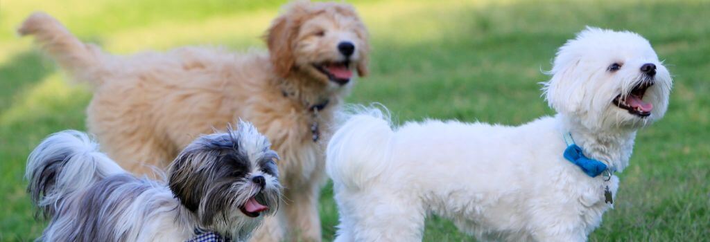 Three dogs playing together at dog park outdoors