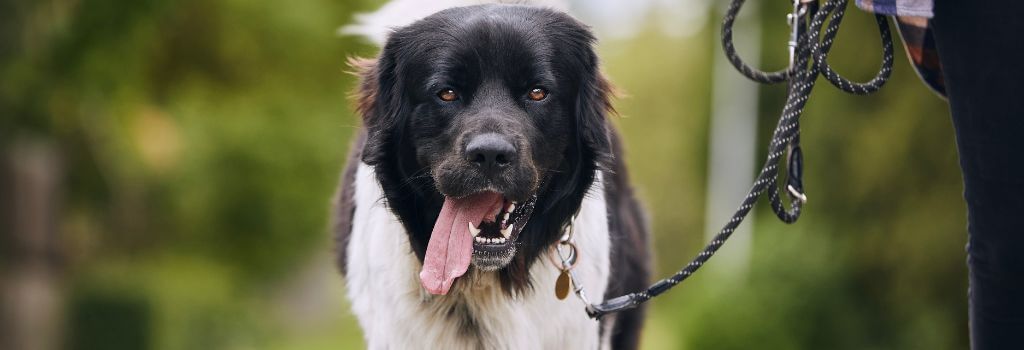 Dog on leash walking outdoors with owner