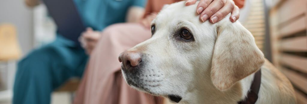 Dog at the vet for OFA testing and OFA certification