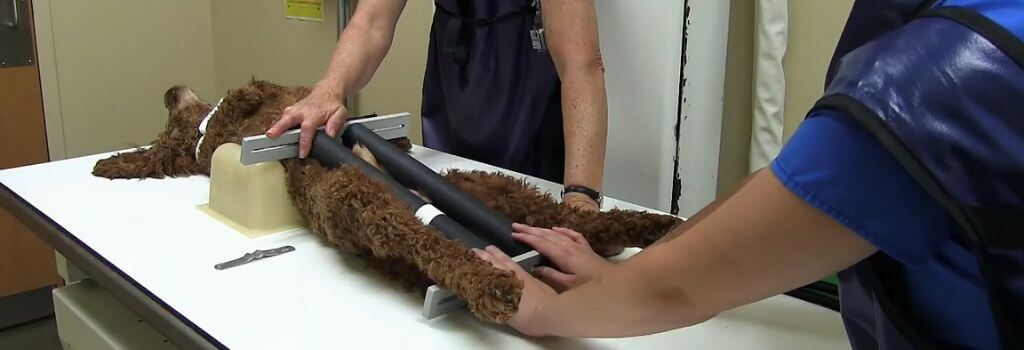Dog positioned on xray table for PennHIP testing for dogs