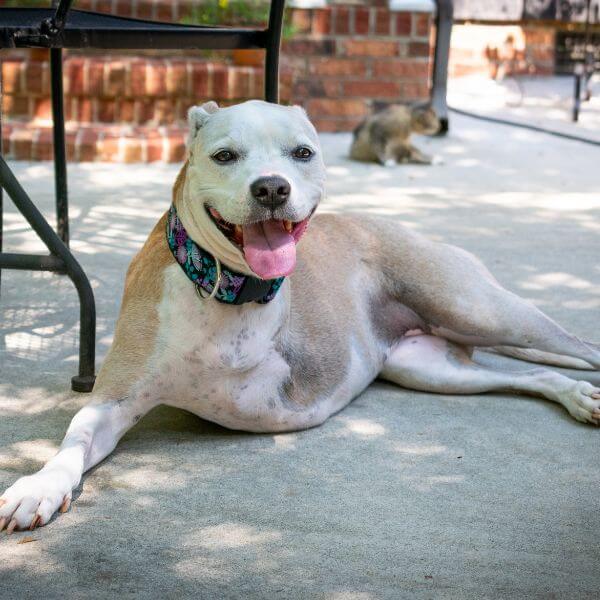 Pitbull with dog osteosarcoma and amputated leg