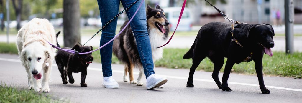 Group of dogs on a walk outside, walking on asphalt, at risk for paw pad burns