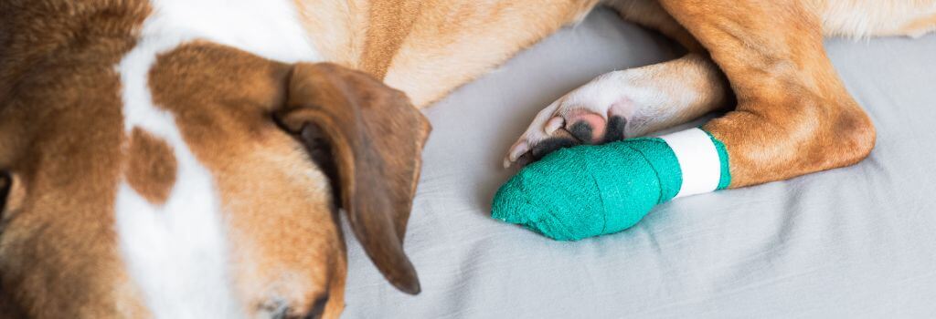 Dog with a bandaged paw due to paw pad burns
