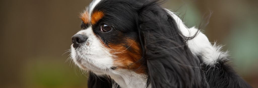 Cavalier King Charles Spaniels often have heart conditions like MMVD in dogs