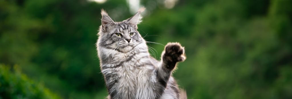 Maine Coons often have heart conditions like HCM in cats