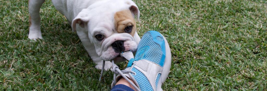 Puppy chewing on shoes