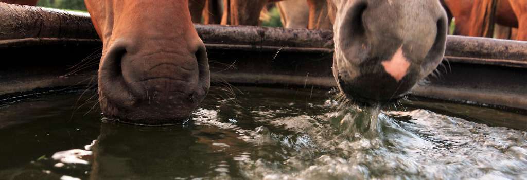 Horses drinking water from a trough