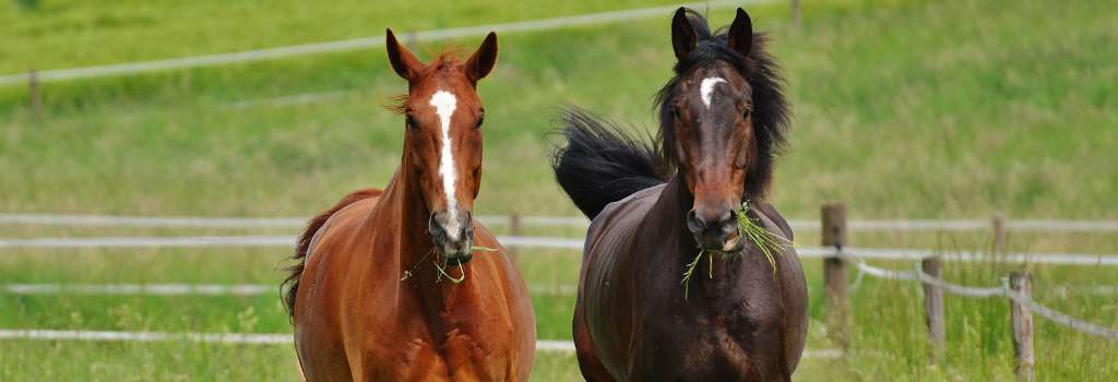 Two horses eating hay in a pasture