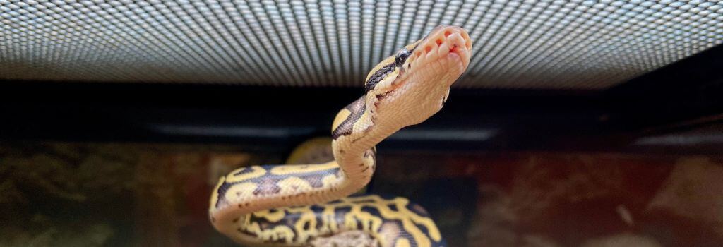 Ball python climbing in its enclosure