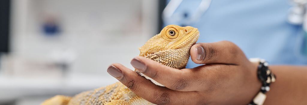 Bearded dragon getting a checkup at the vet
